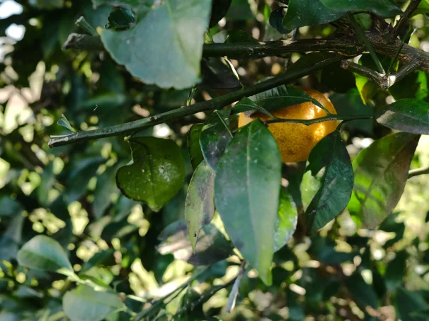甘い夏のおもいで。庭