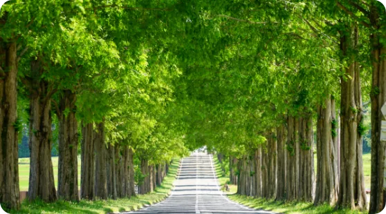 メタセコイヤ並木の写真