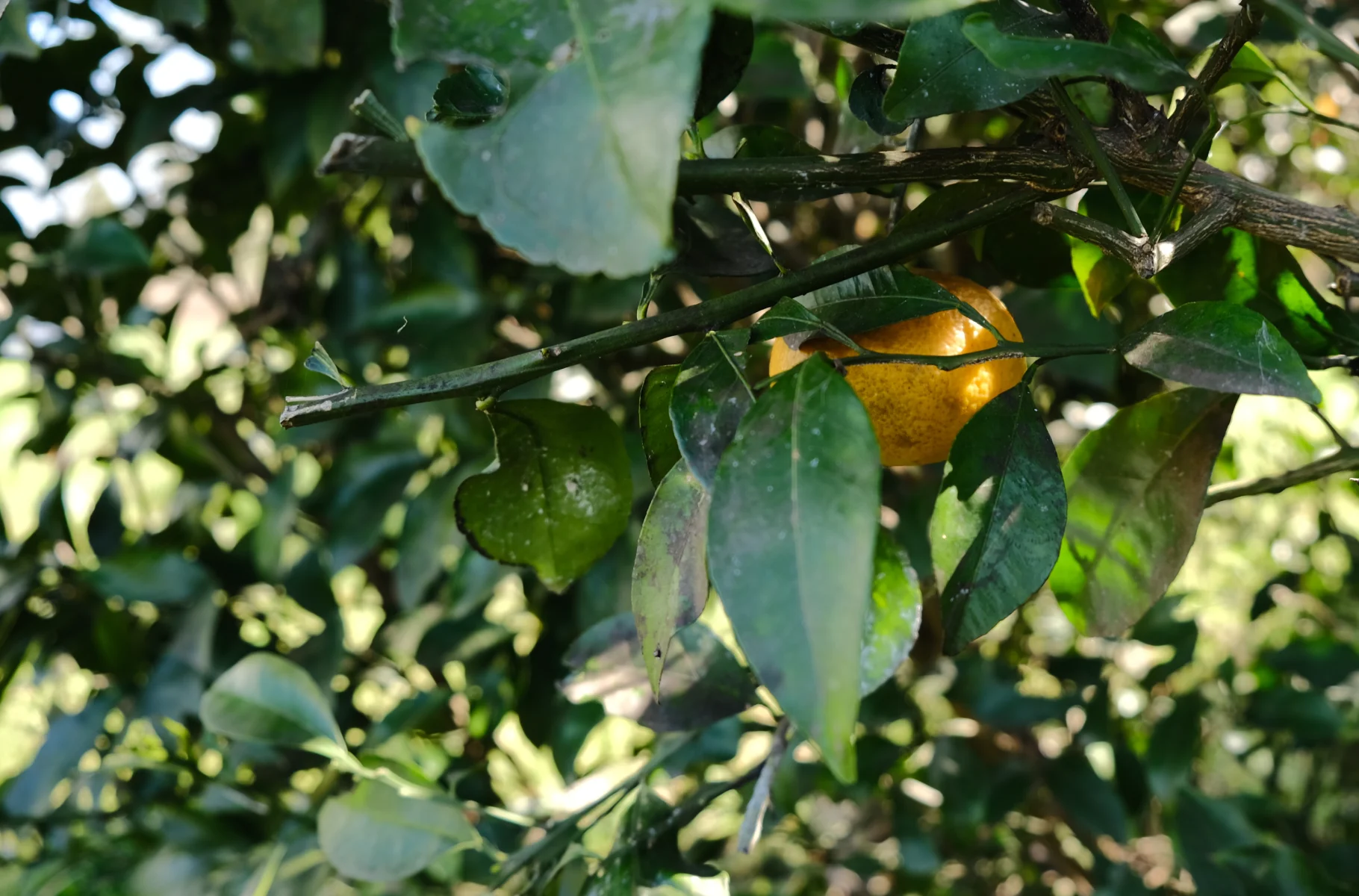 甘い夏のおもいで。の施設写真