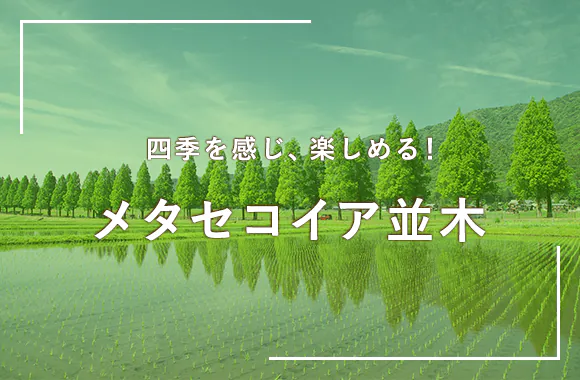 メタセコイア並木